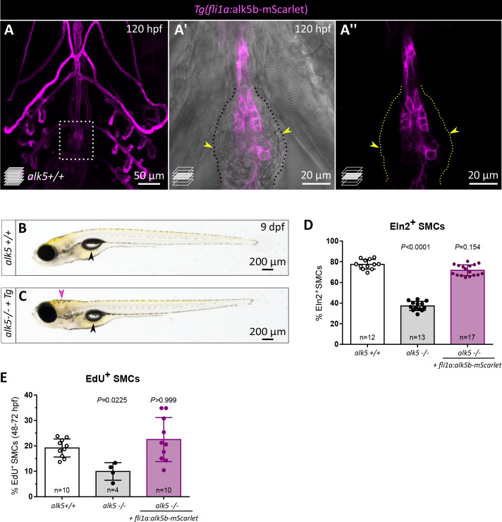 Figure 5—figure supplement 1.