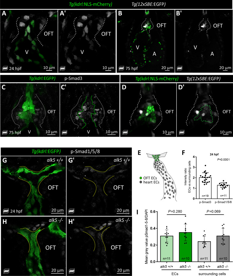 Figure 2—figure supplement 1.