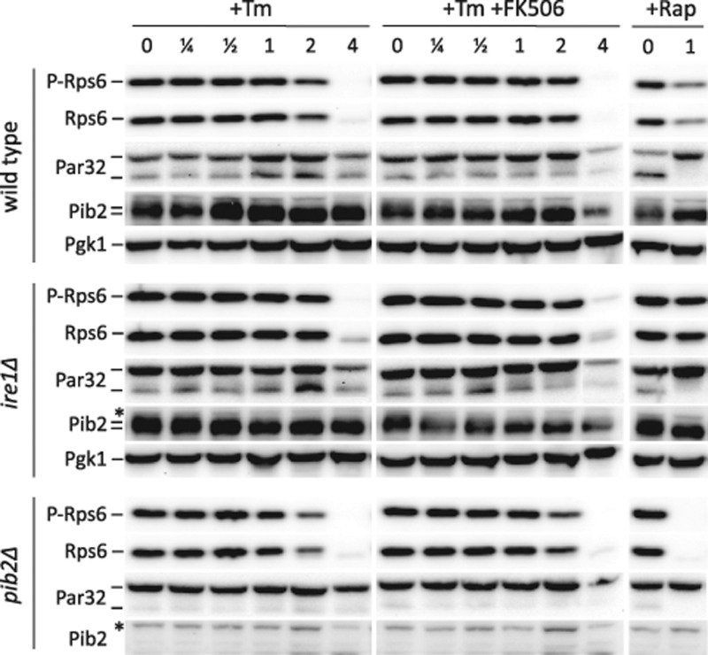 FIGURE 6: