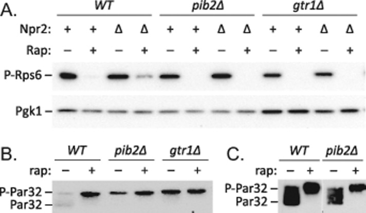 FIGURE 5: