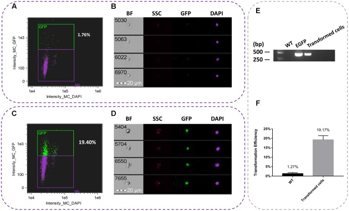 FIGURE 2