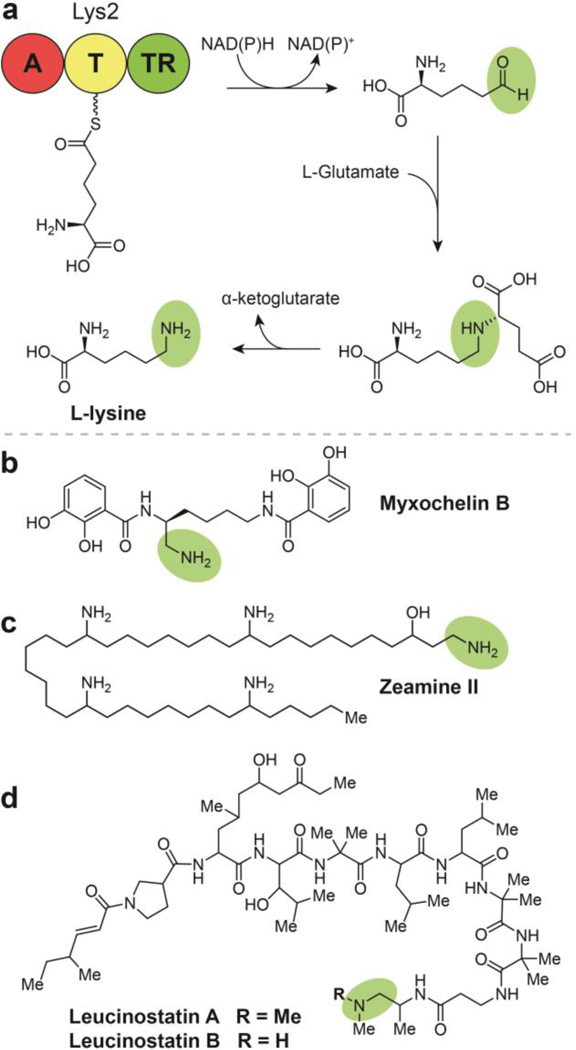 Fig. 10