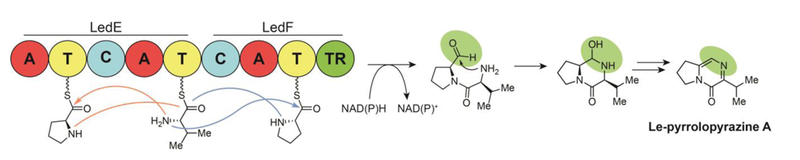 Fig. 13