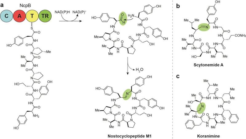 Fig. 8