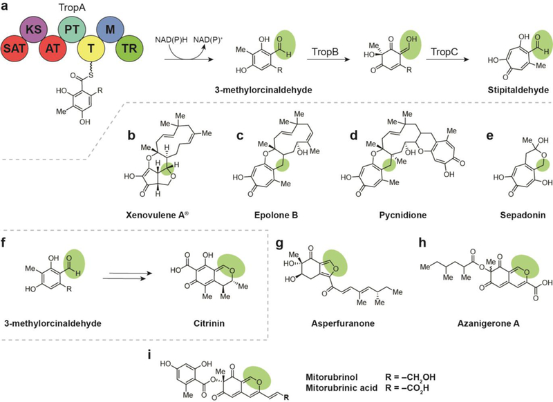 Fig. 14