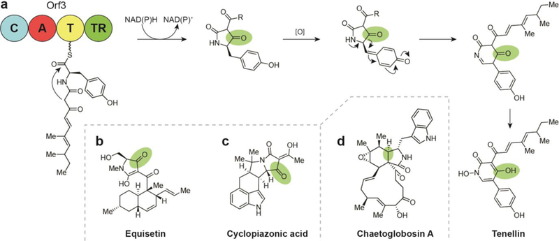 Fig. 18