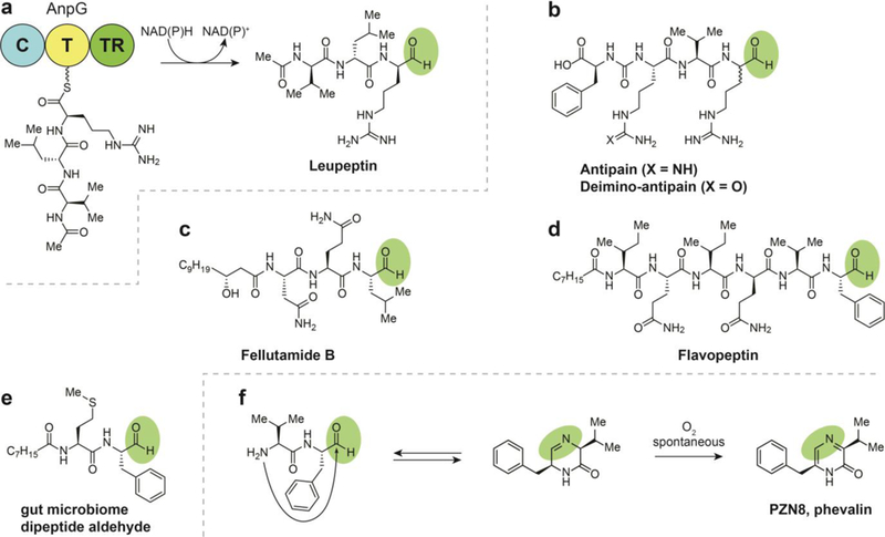 Fig. 6