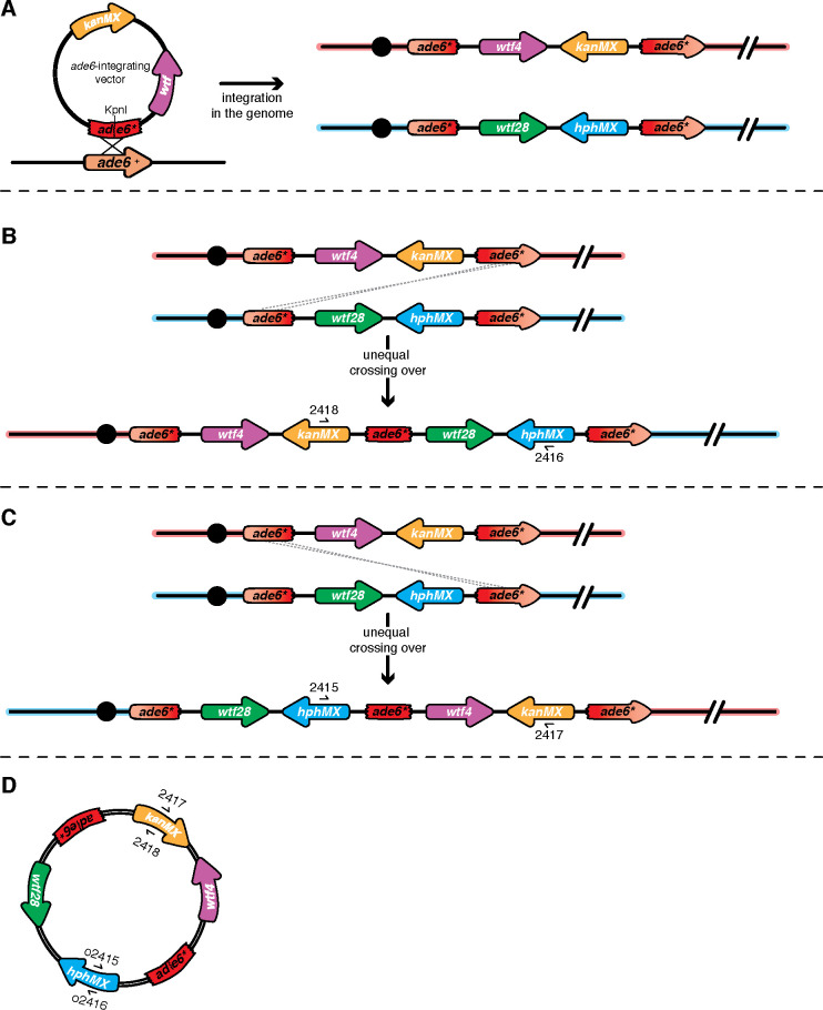 Figure 4—figure supplement 4.