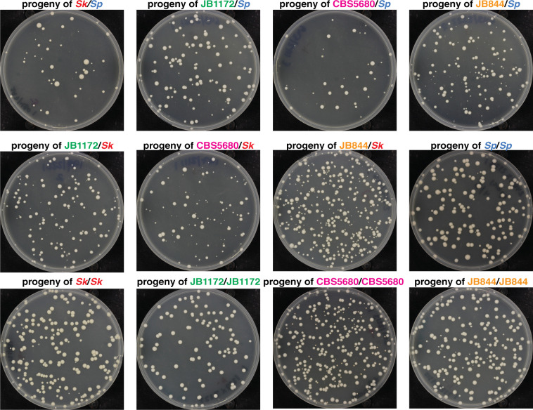 Figure 1—figure supplement 2.