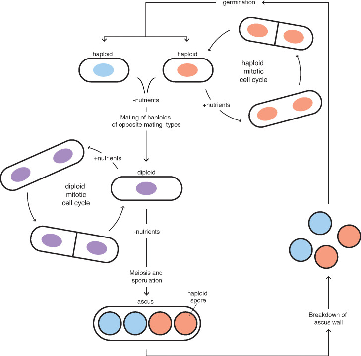 Figure 1—figure supplement 1.