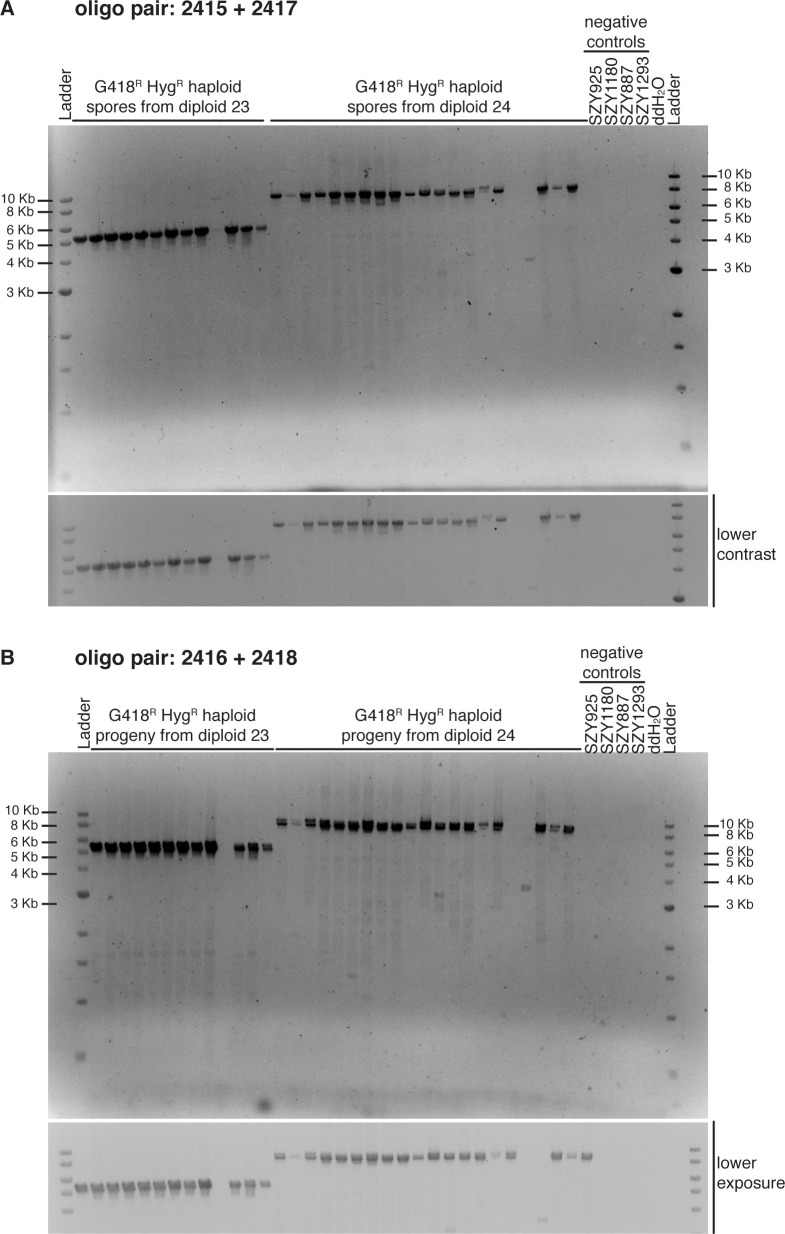 Figure 4—figure supplement 5.