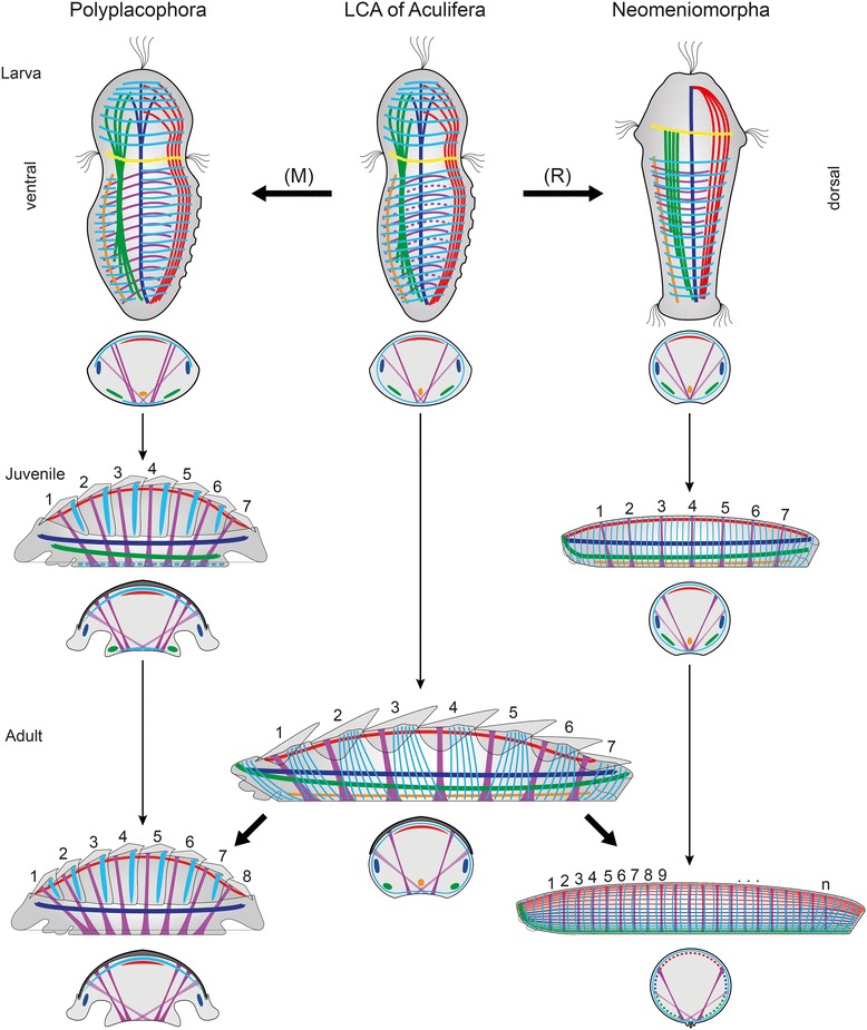 Fig. 7