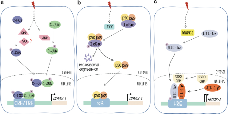 FIG. 2.