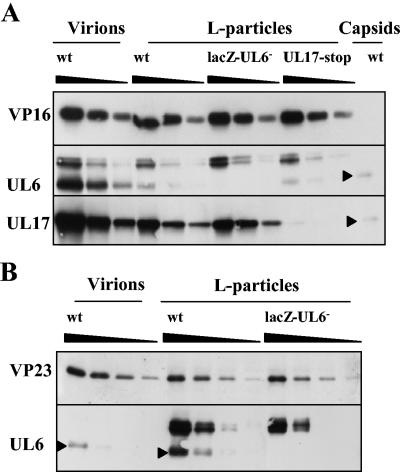 FIG. 8.