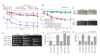 Figure 1.
<b>
The
<i>ssd1-2</i>
truncation found in W303 is toxic to cells entering quiescence but promotes sporulation.
</b>