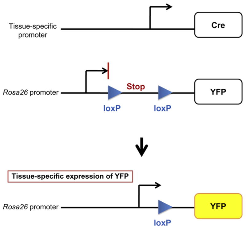 Figure 10.2