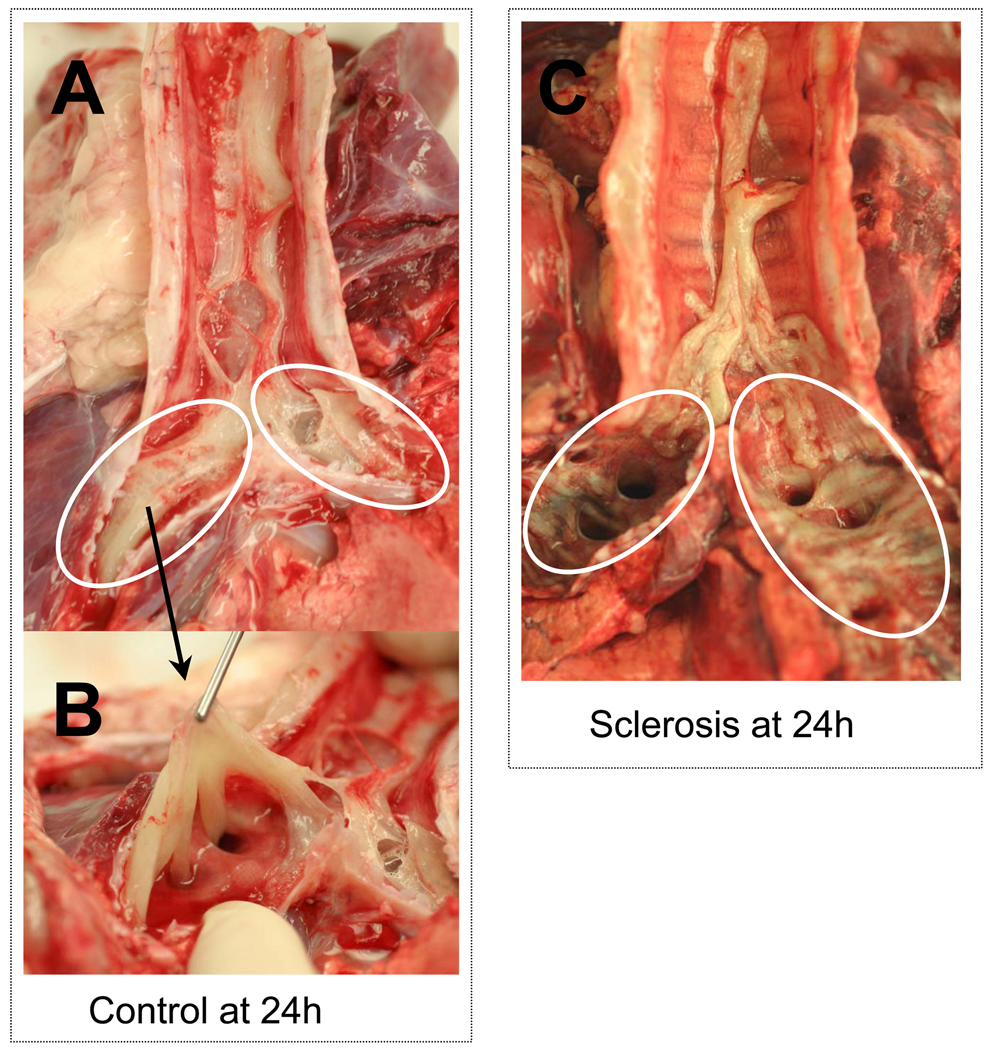 Fig 6