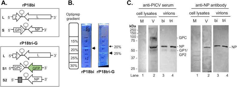 Viral constructs and Optiprep gradient tubes depict banding patterns and western blots comparing GPC and NP expression in cell lysates and virions. Results illustrate differences between constructs in protein expression and purification profiles.