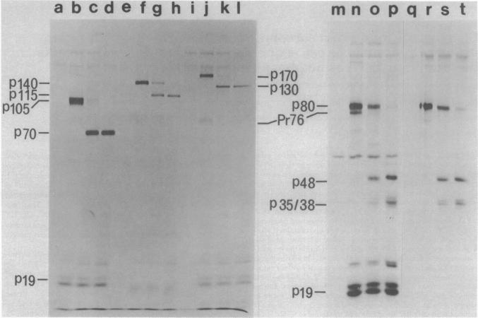 graphic file with name pnas00660-0611-a.jpg