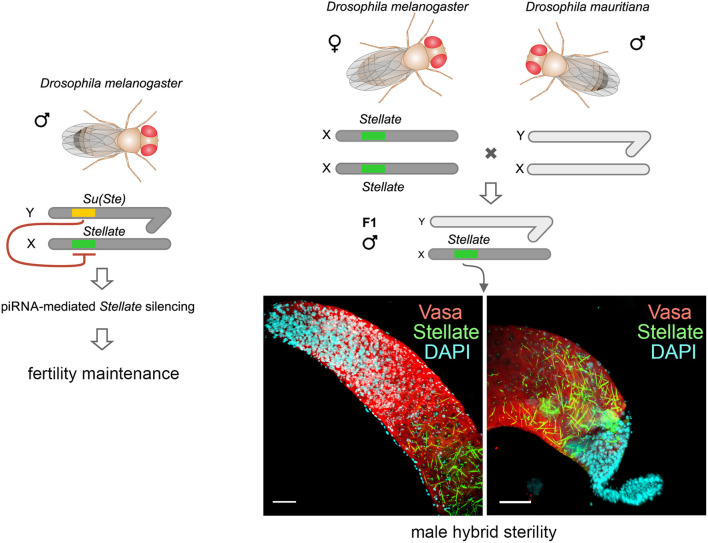 Graphical Abstract