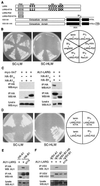 Fig 4.