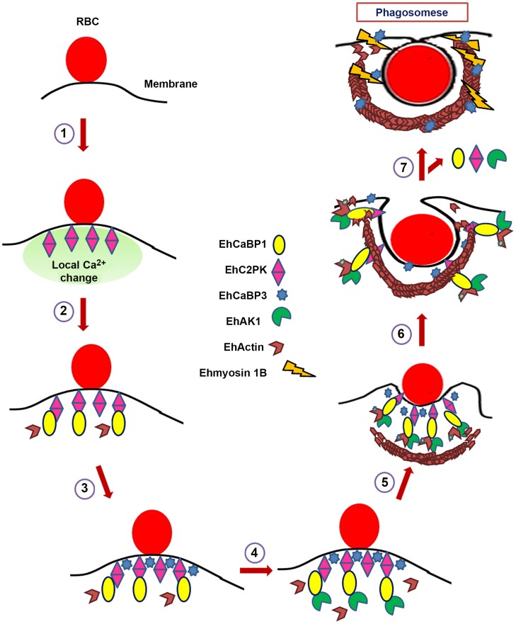 Figure 10