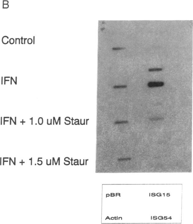 graphic file with name pnas01068-0097-a.jpg