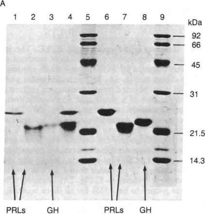 graphic file with name pnas00362-0026-a.jpg