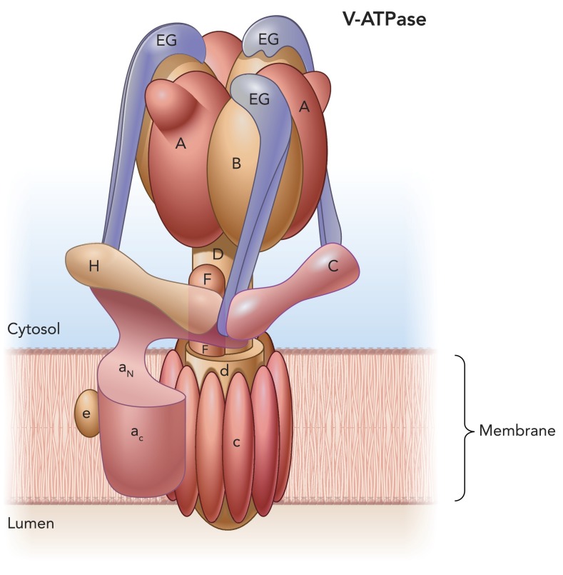 FIGURE 1.