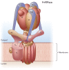 FIGURE 1.