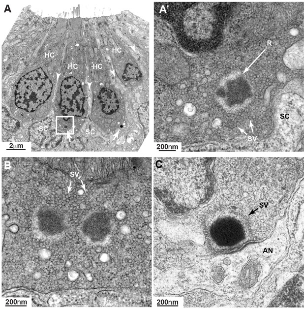 Fig. 3.