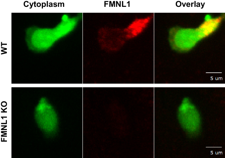 Figure 5—figure supplement 1.