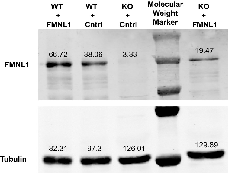 Figure 6—figure supplement 2.