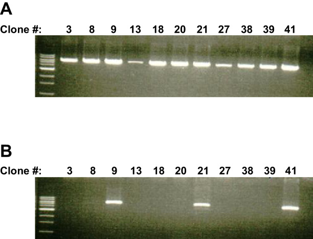 Figure 1—figure supplement 1.