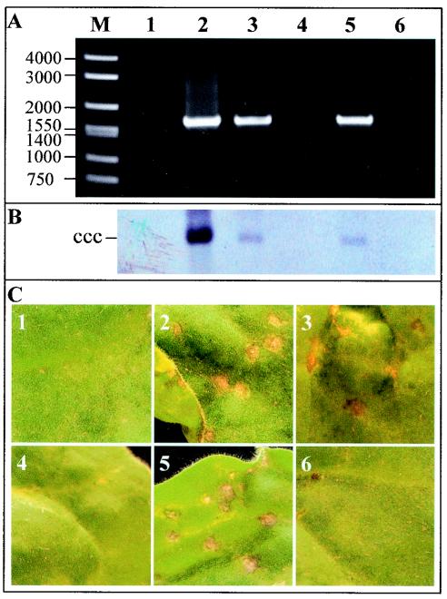 FIG. 5.