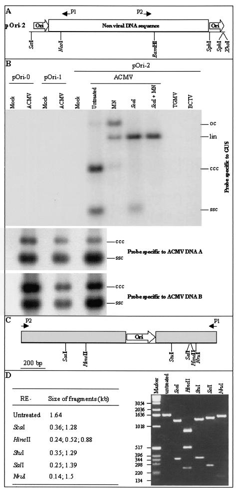 FIG. 1.