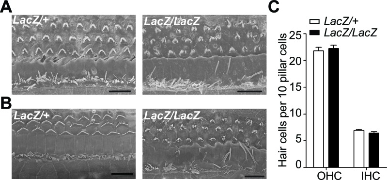 Figure 4—figure supplement 1.