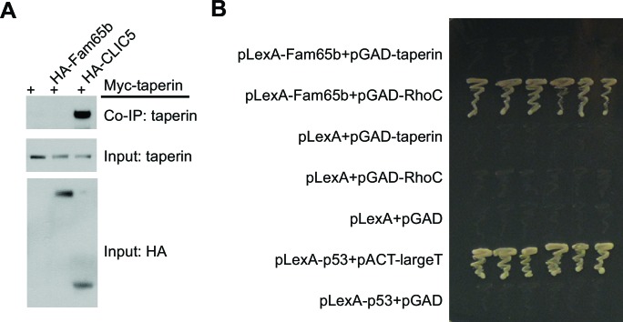 Figure 7—figure supplement 1.