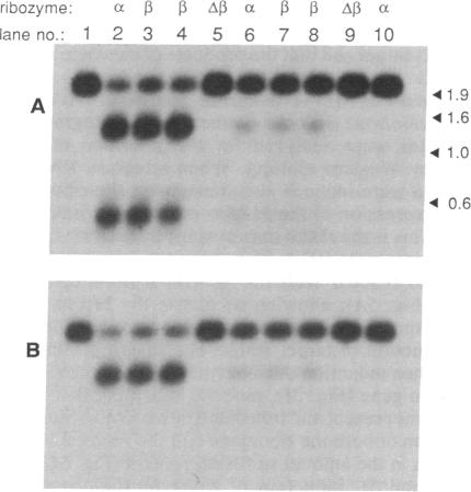 graphic file with name pnas01066-0415-a.jpg