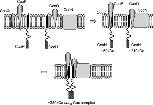 FIG. 8.