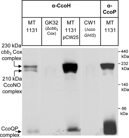 FIG. 7.