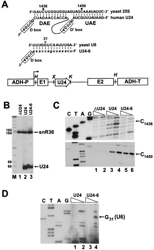 FIG. 6