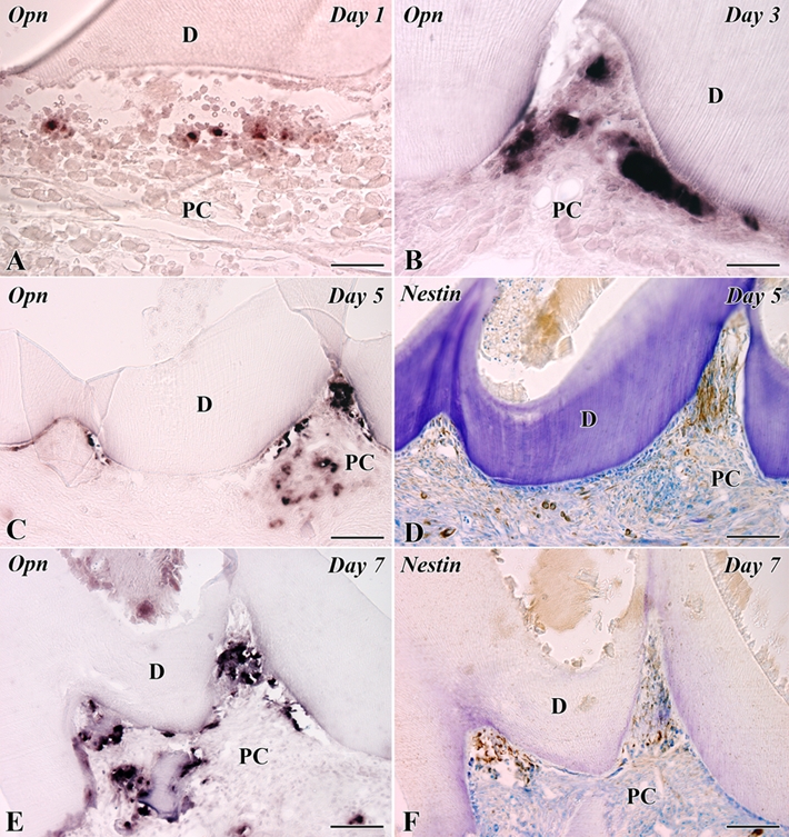 Figure 5.