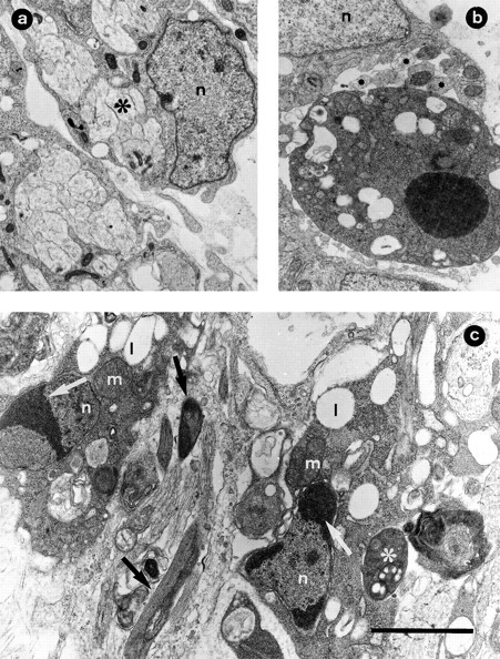 Fig. 8.