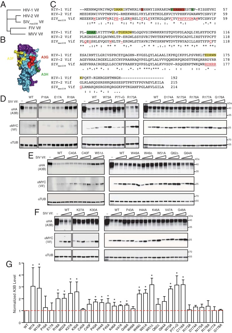 FIG 3