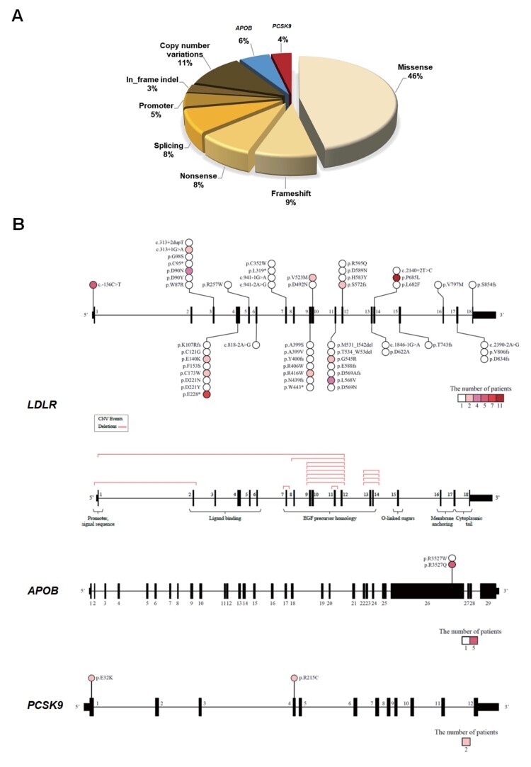 
Fig.1. (A) Frequency of pathogenic variant (PV) types in familial hypercholesterolemia (FH)-associated genes (LDLR, APOB, and PCSK9) in Korean patients with FH. (B) Location and characteristics of PVs displayed on each gene
