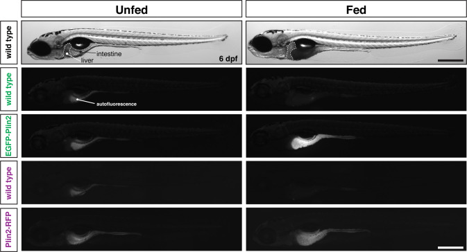 Figure 1—figure supplement 2.