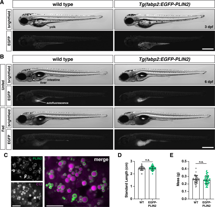 Figure 4—figure supplement 1.