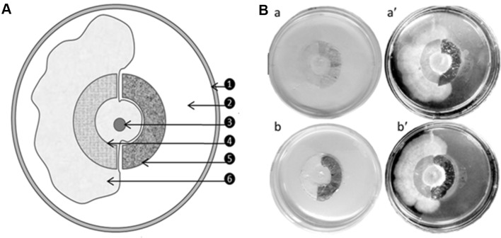 Fig. 6