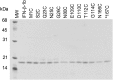 <b>FIG. 1.</b>